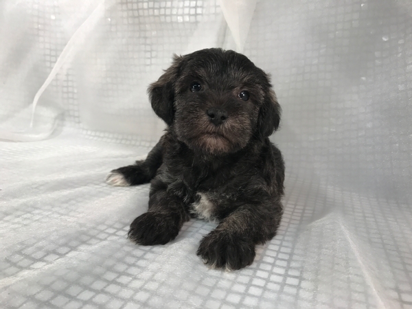 Black Mini Schnoodle Puppies for Sale 
